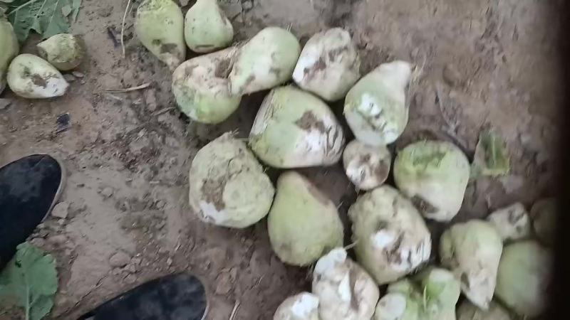 芥菜头大量上市中有需要老板联系我