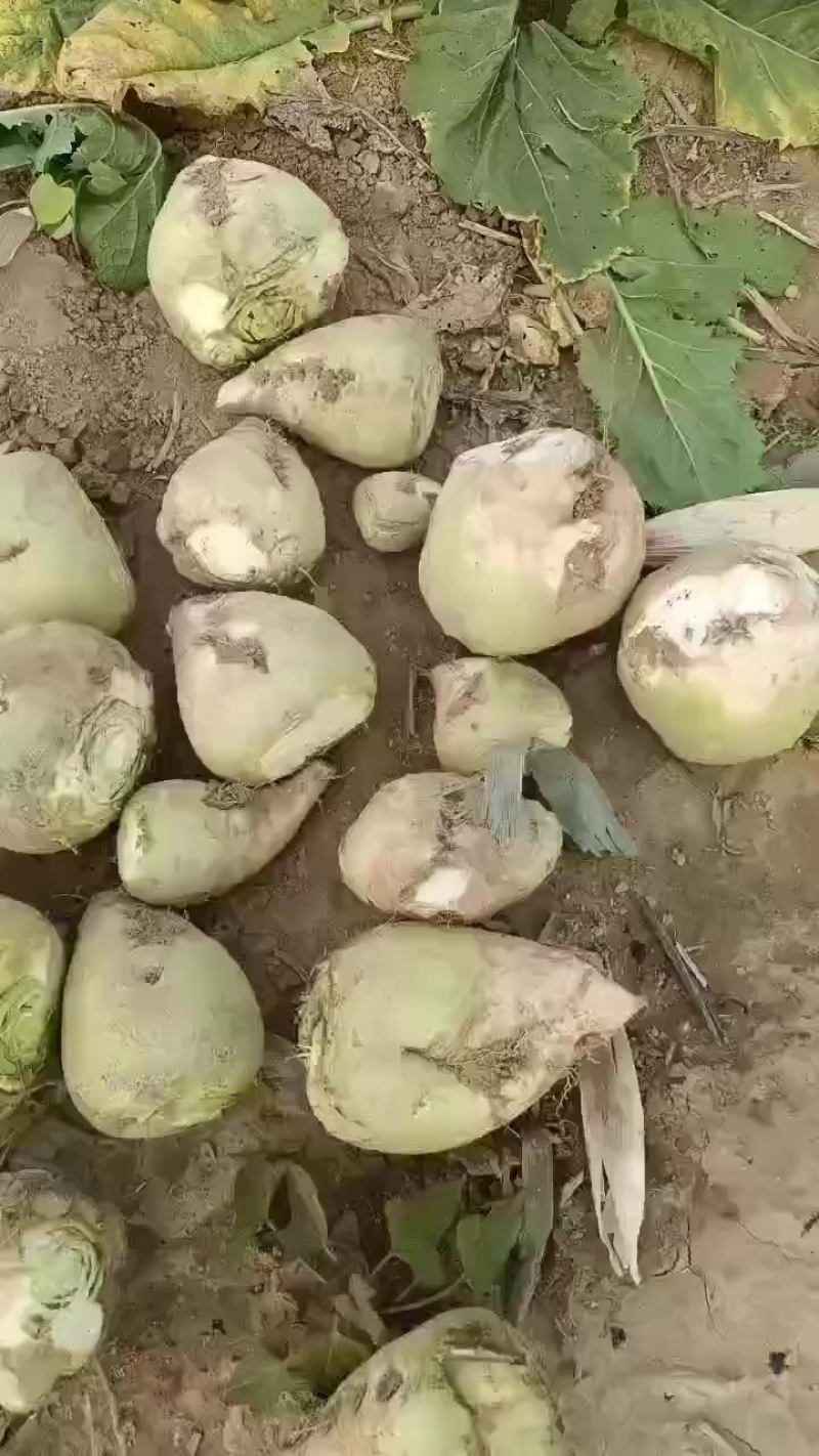 芥菜头大量上市中有需要老板联系我