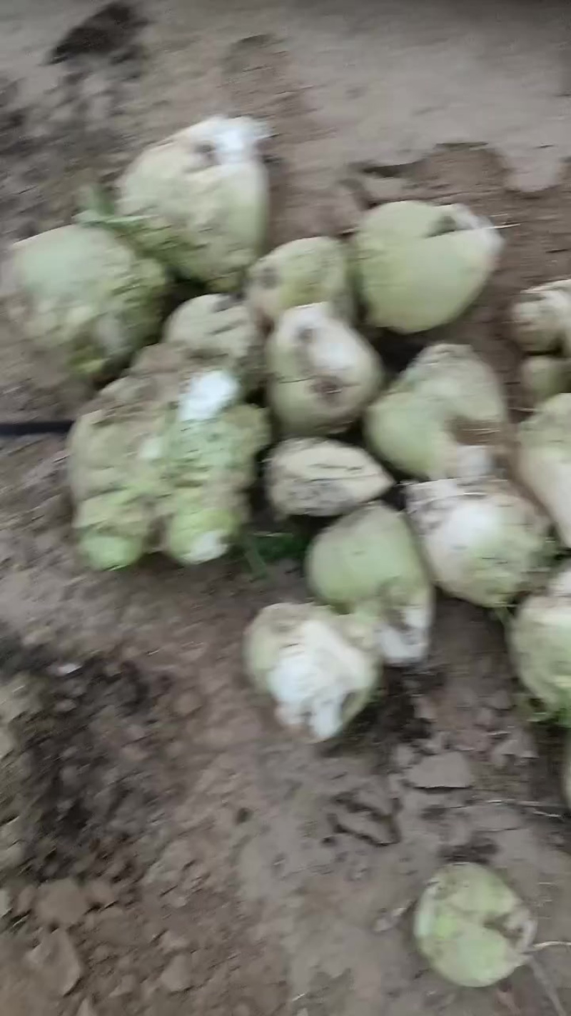 芥菜头大量上市中有需要老板联系我