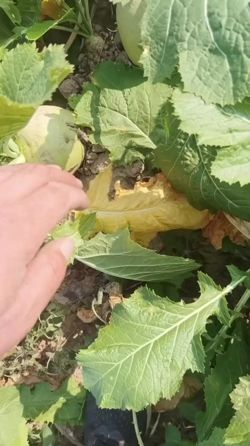 日本光头芥菜基地直供