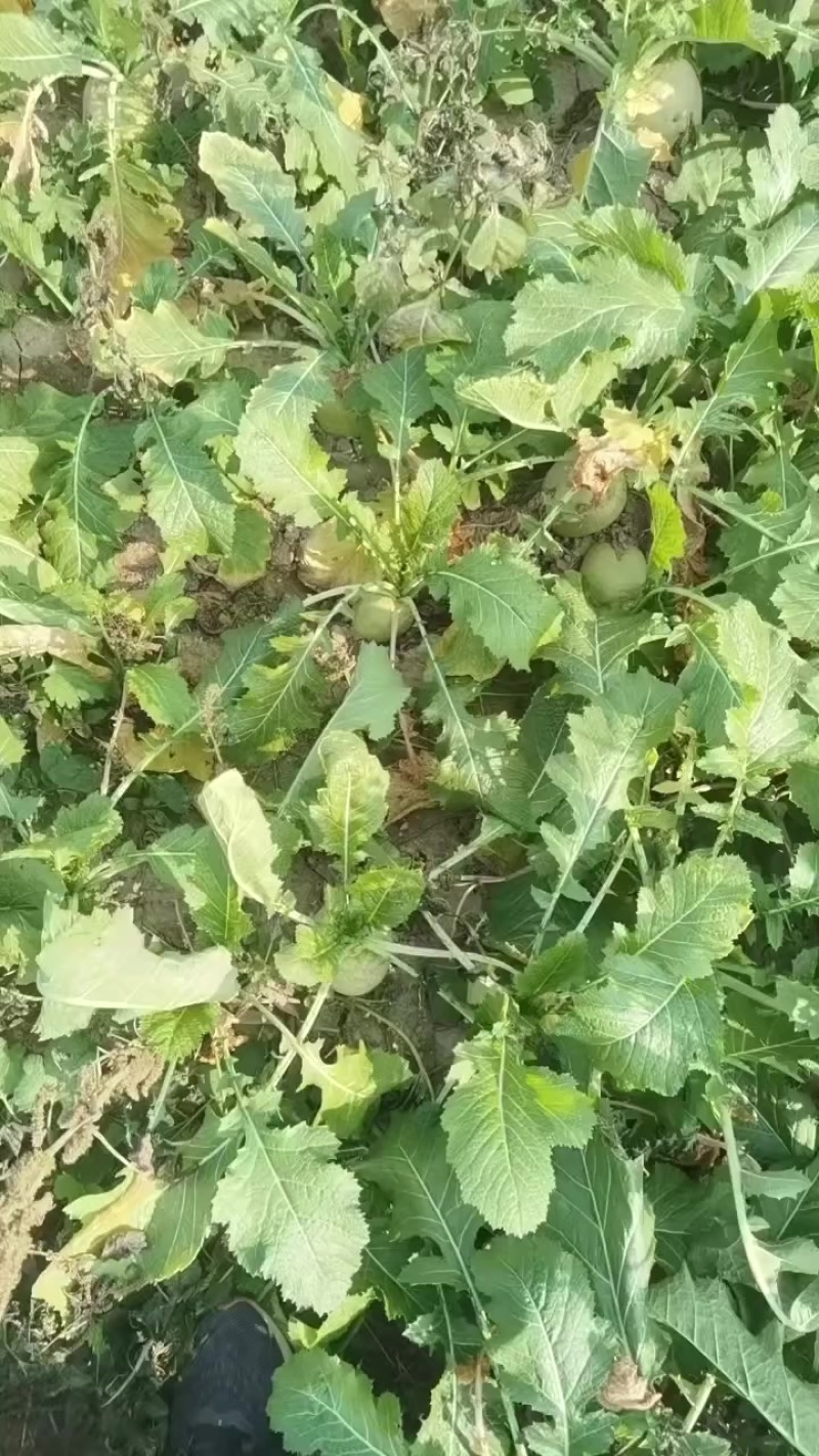 日本光头芥菜基地直供