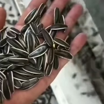 沽源县葵花大量有货