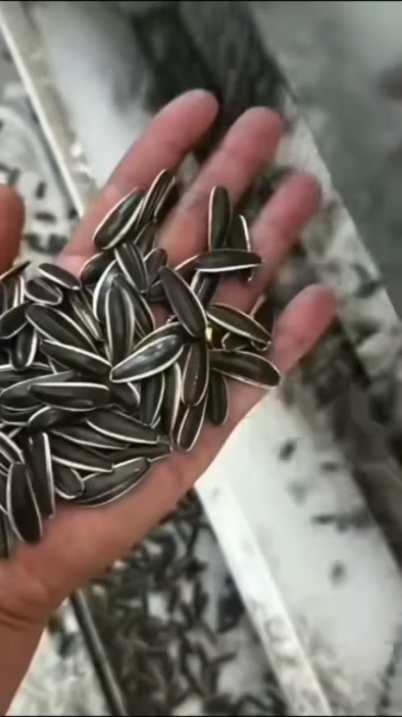 沽源县葵花大量有货