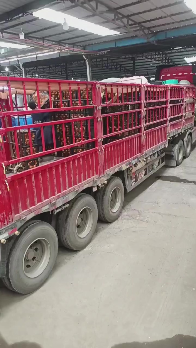 金堂县脐橙，和爱媛熟了请客户前来购买！