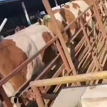 西门塔尔牛