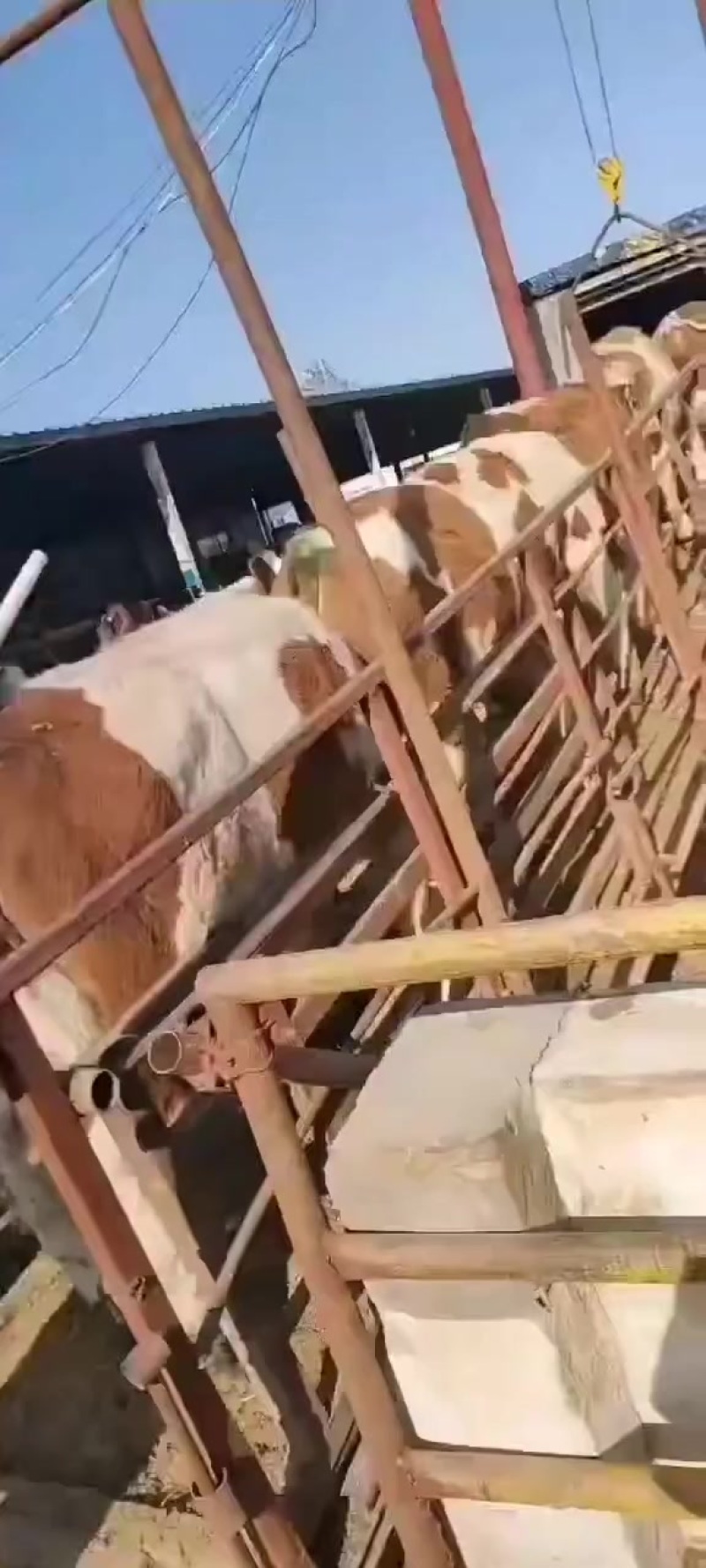 西门塔尔牛