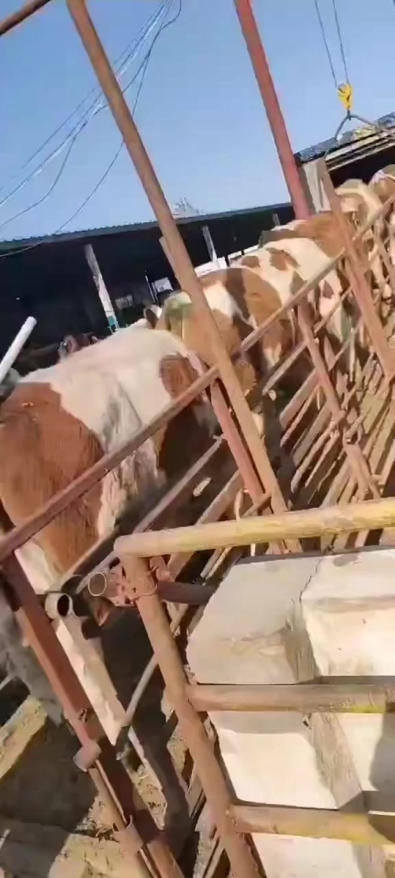 西门塔尔牛