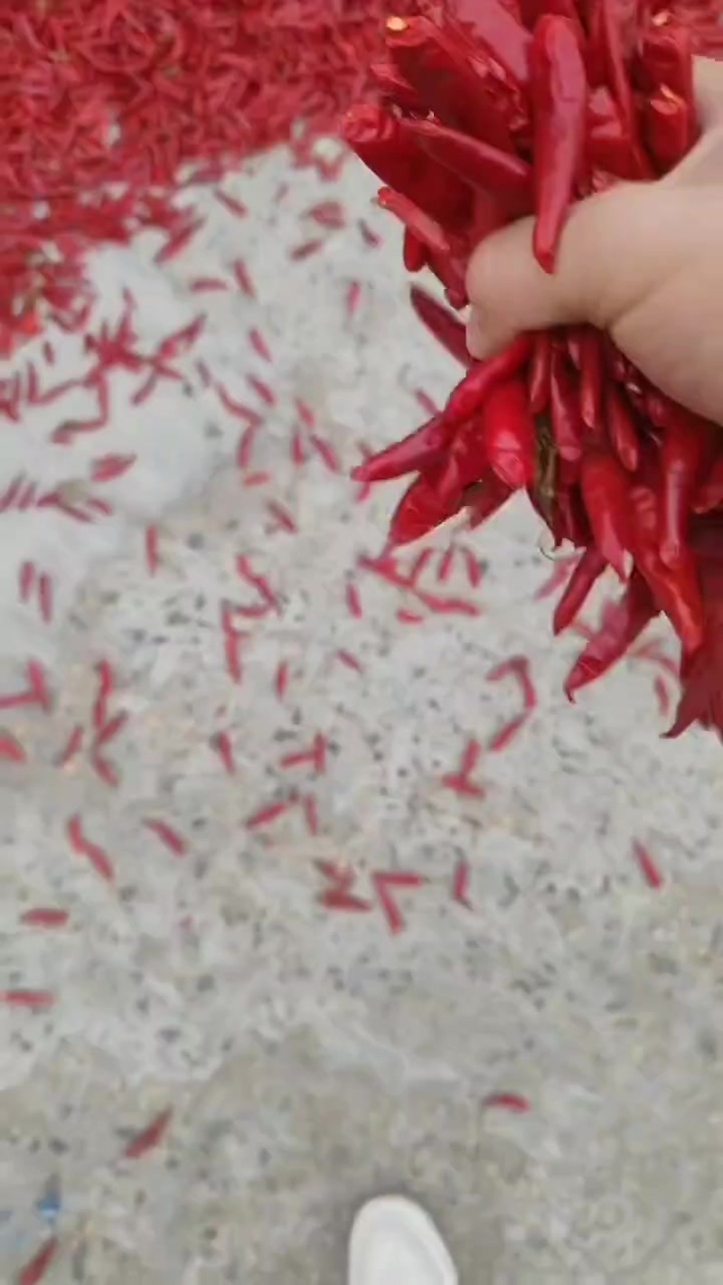 大量出售朝天椒