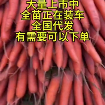 纯沙地胡萝卜