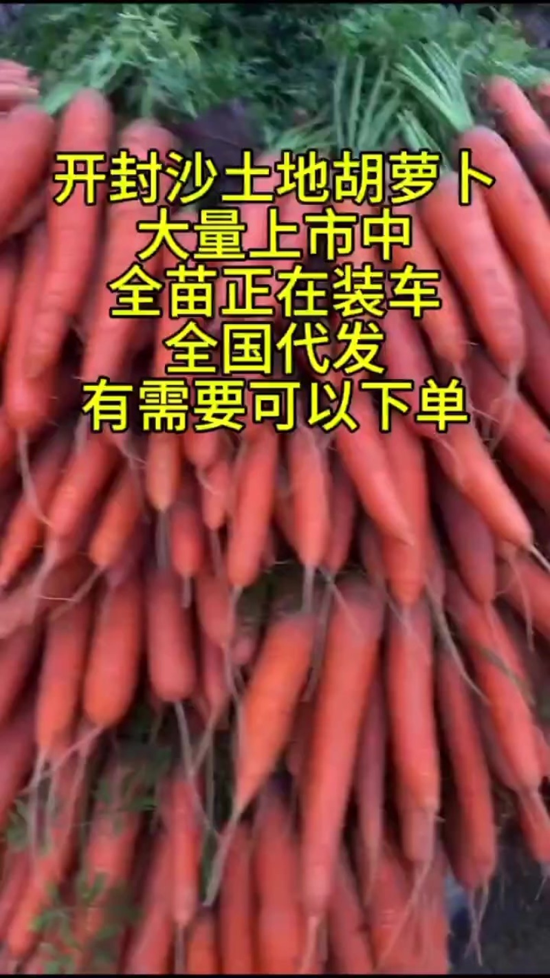 纯沙地胡萝卜