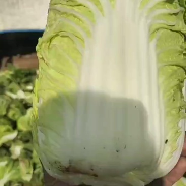 黄心白菜