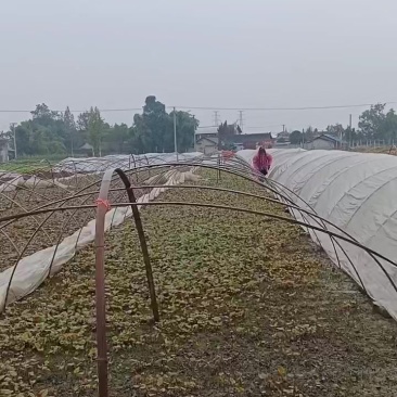 鱼腥草