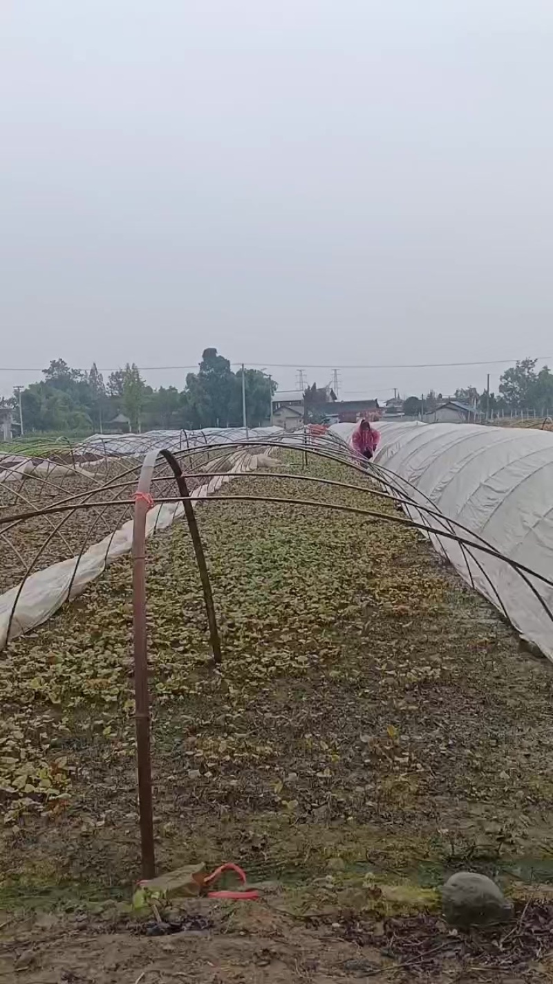 鱼腥草