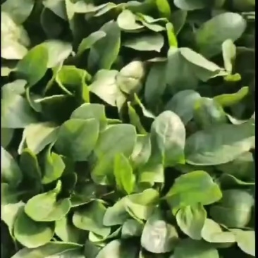 辽宁菠菜