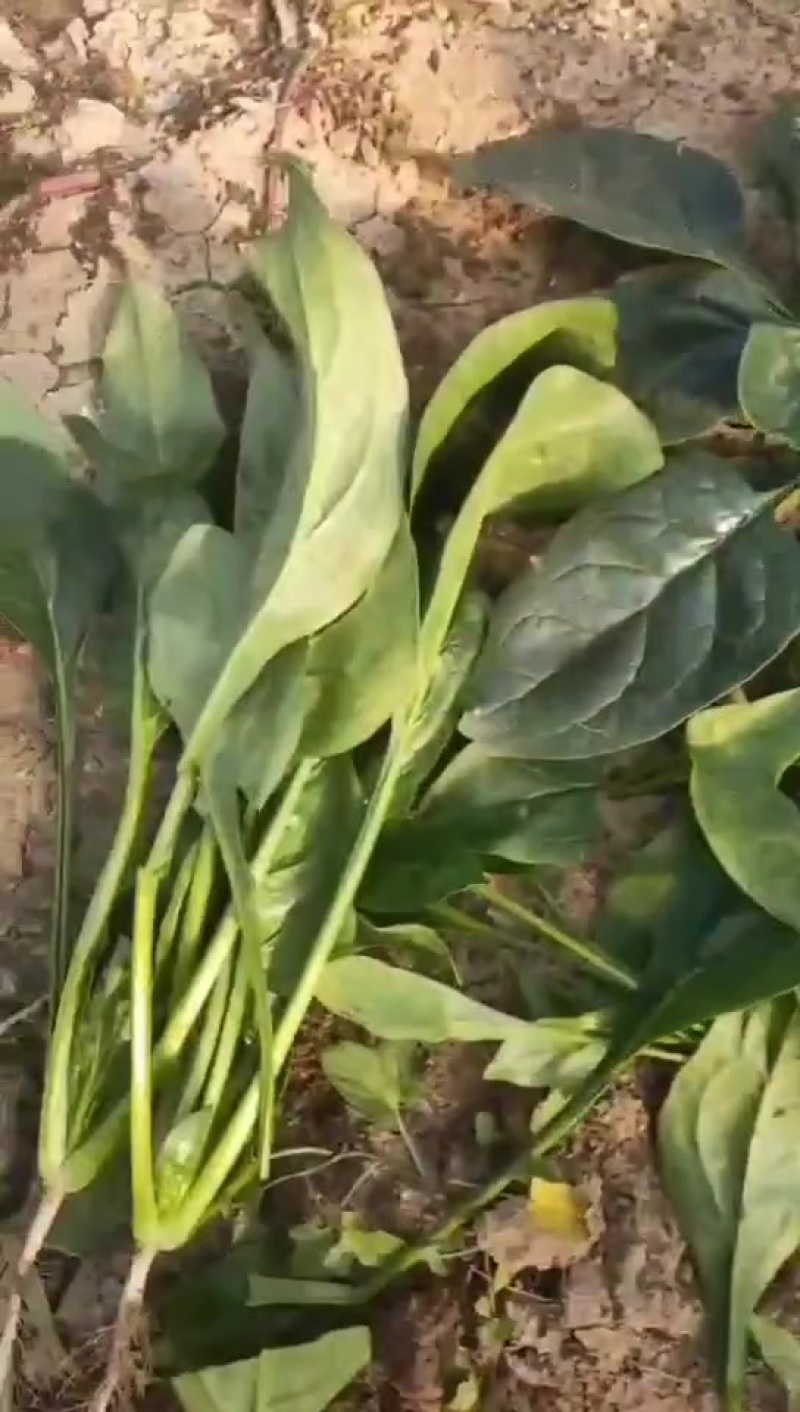 辽宁菠菜