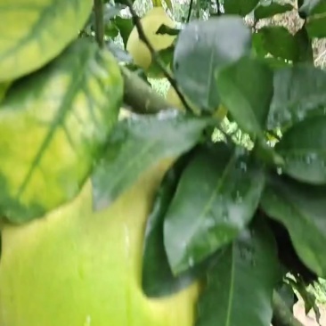 精品红柚，无任何花斑，颜色好，口感甜，