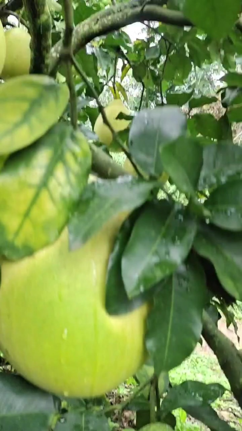 精品红柚，无任何花斑，颜色好，口感甜，