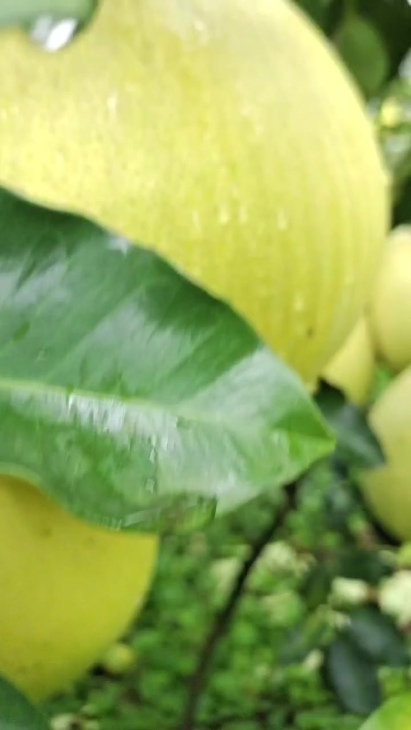 精品红柚，无任何花斑，颜色好，口感甜，