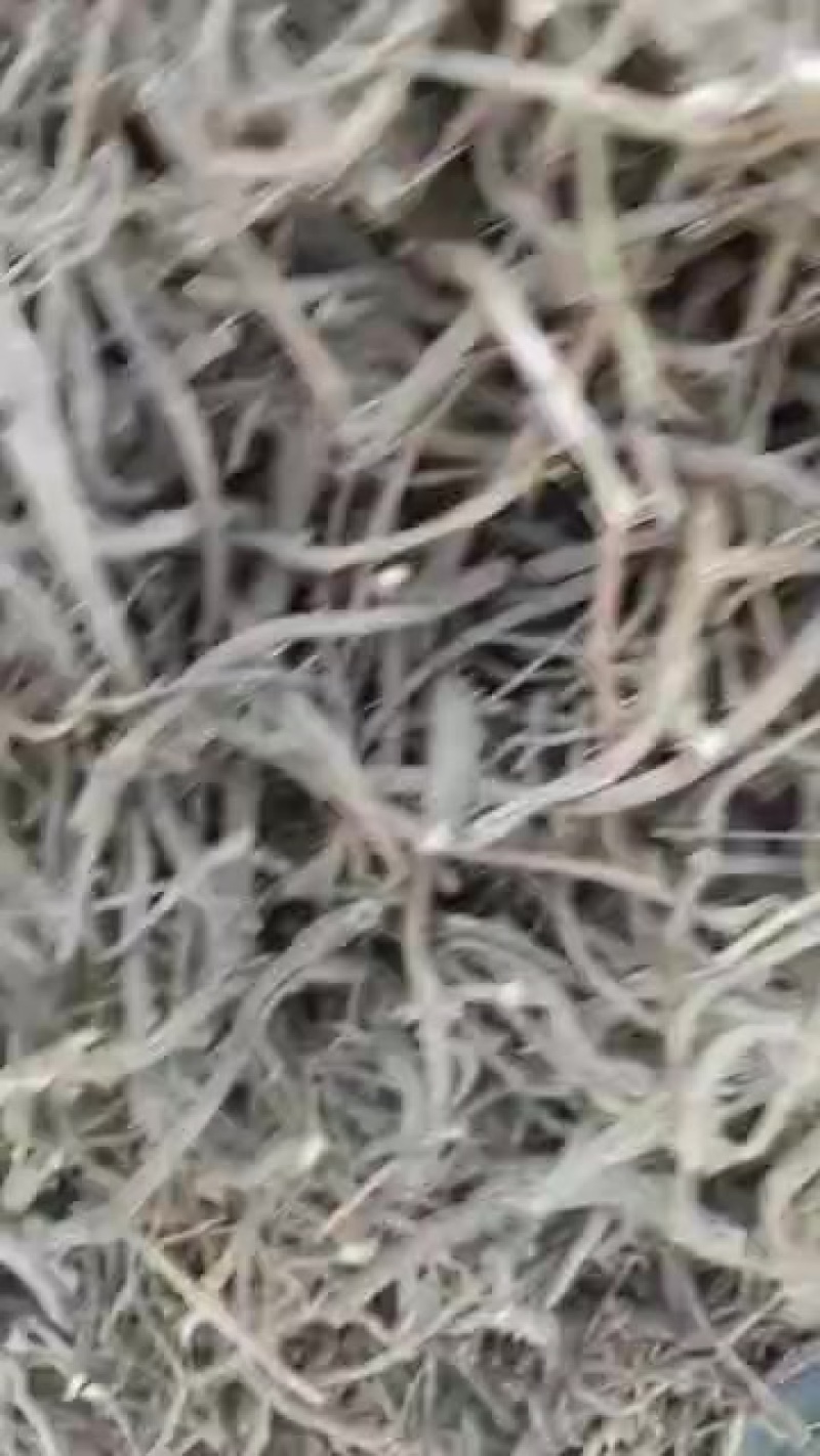纯正黄芪滋补养生健康好礼黄芪菜头次货干货便宜货量大可以下单