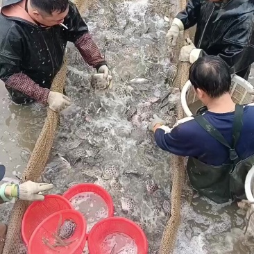 金鼓鱼，4俩-1.5斤，全规格