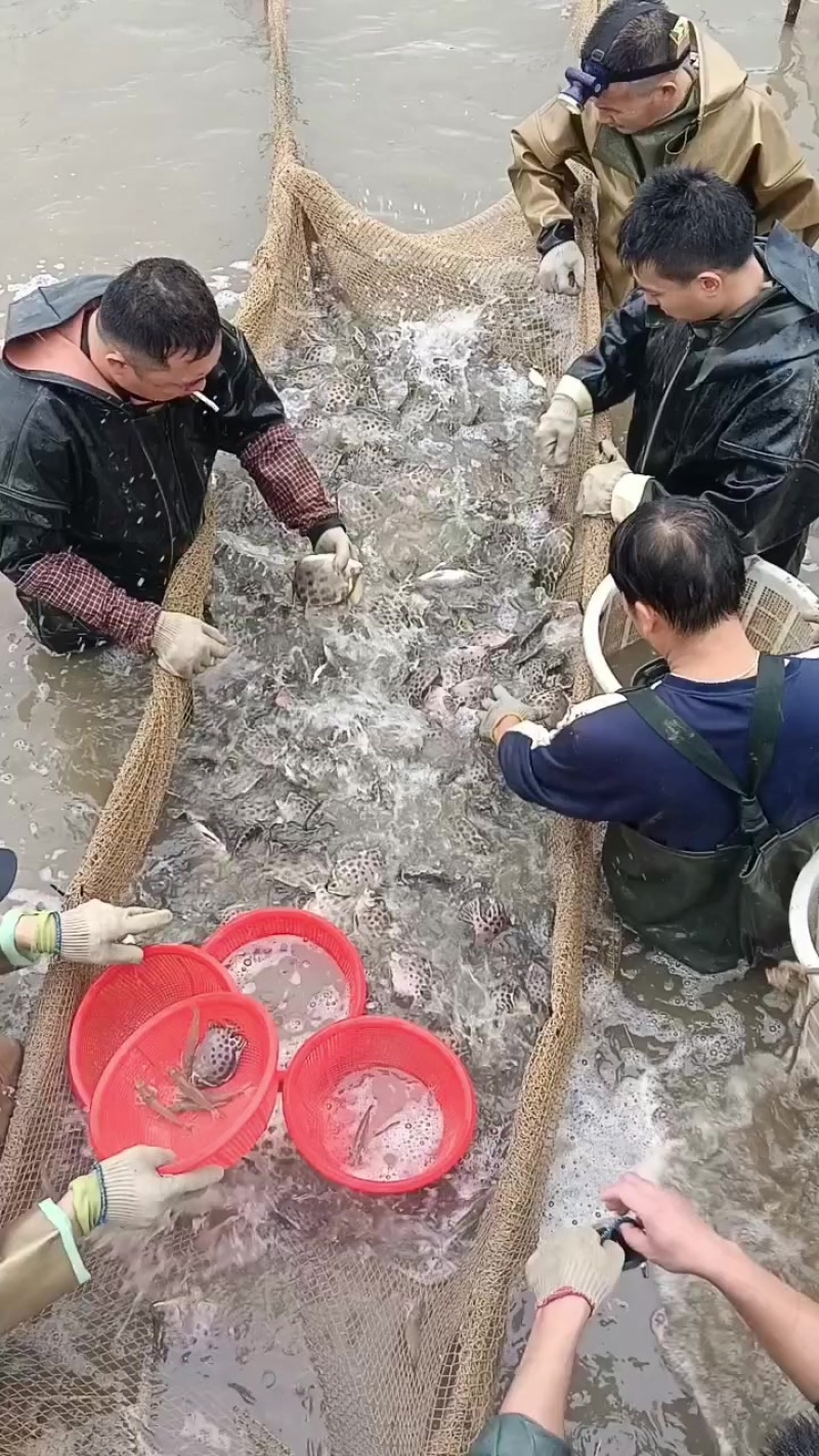 金鼓鱼，4俩-1.5斤，全规格