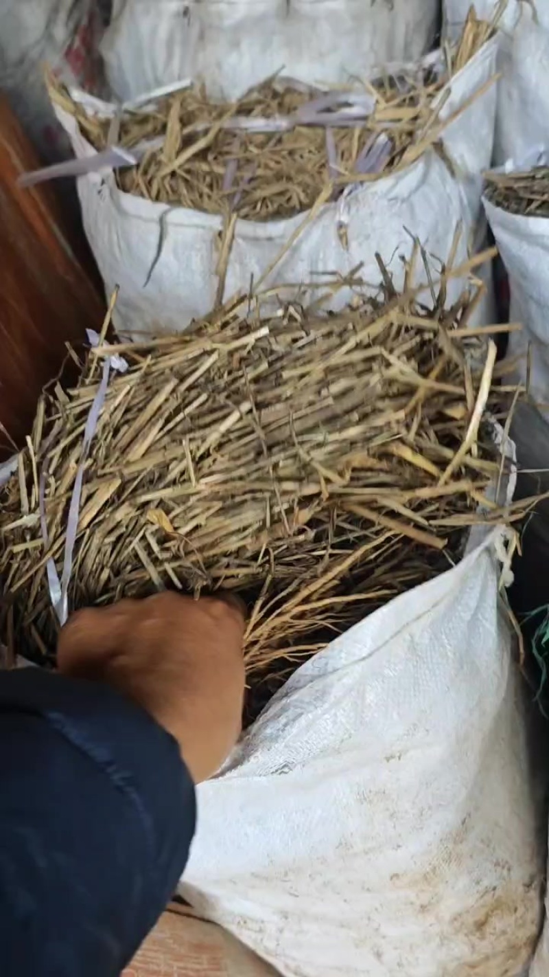 岷县正宗当归苗