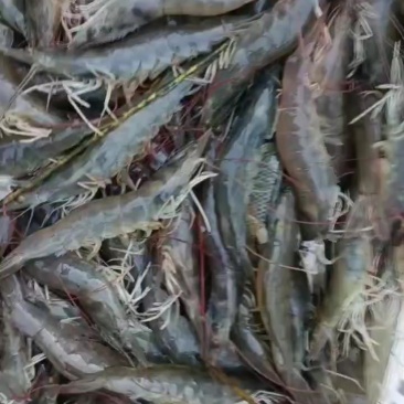 白对虾，新鲜上货
