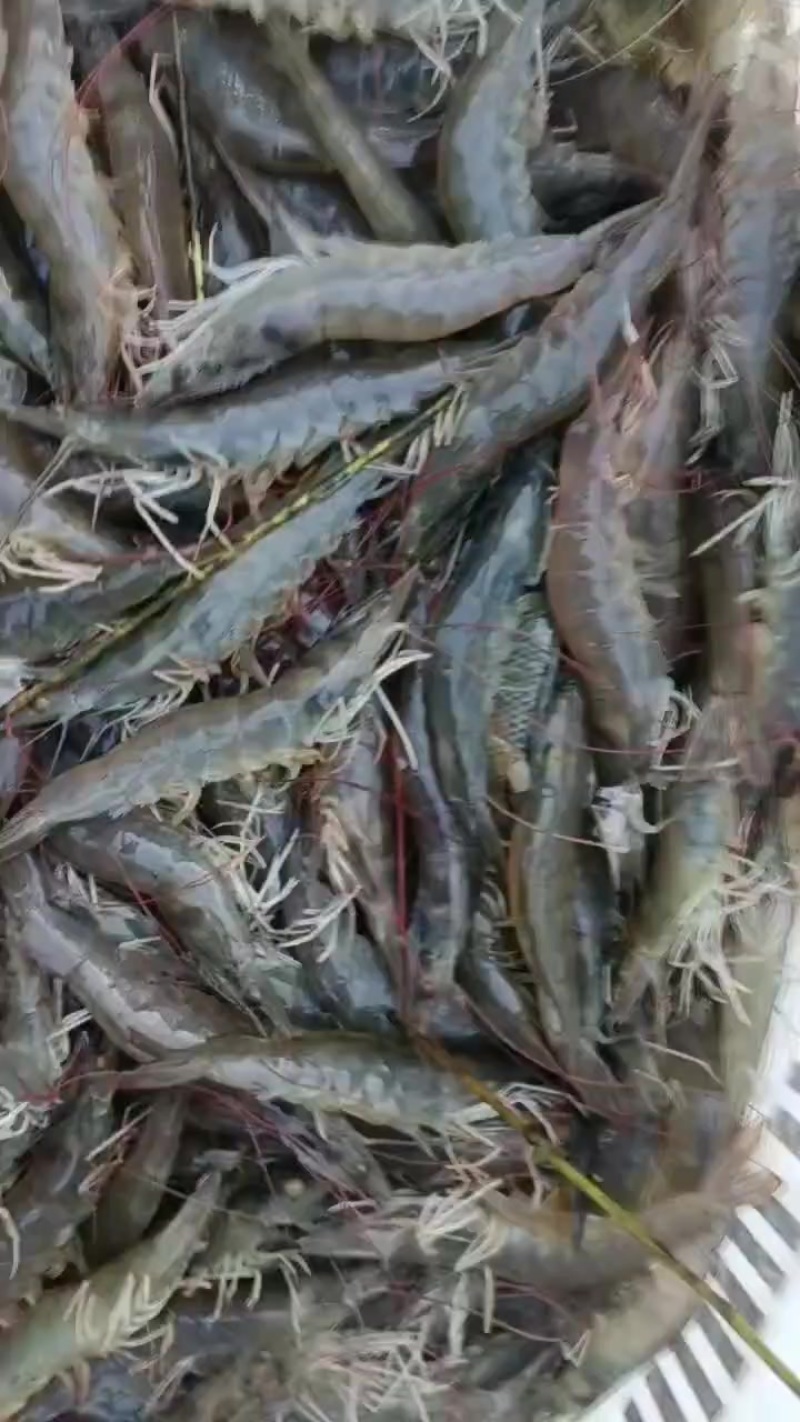 白对虾，新鲜上货