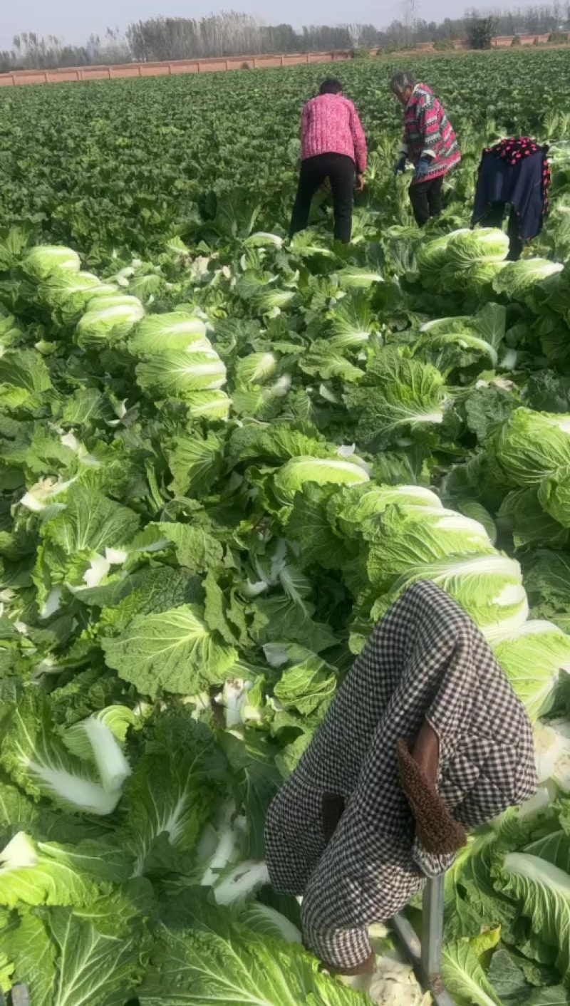 夏邑大棚大白菜。大量有货、白菜价。有需要的联系。