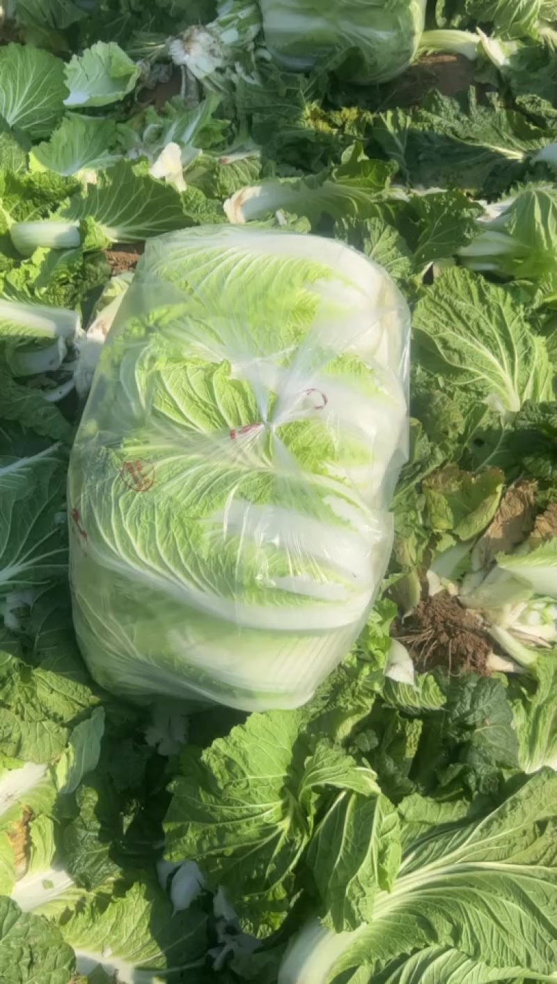 夏邑大棚大白菜。大量有货、白菜价。有需要的联系。