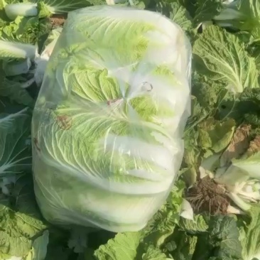 夏邑大棚大白菜。大量有货、白菜价。有需要的联系。