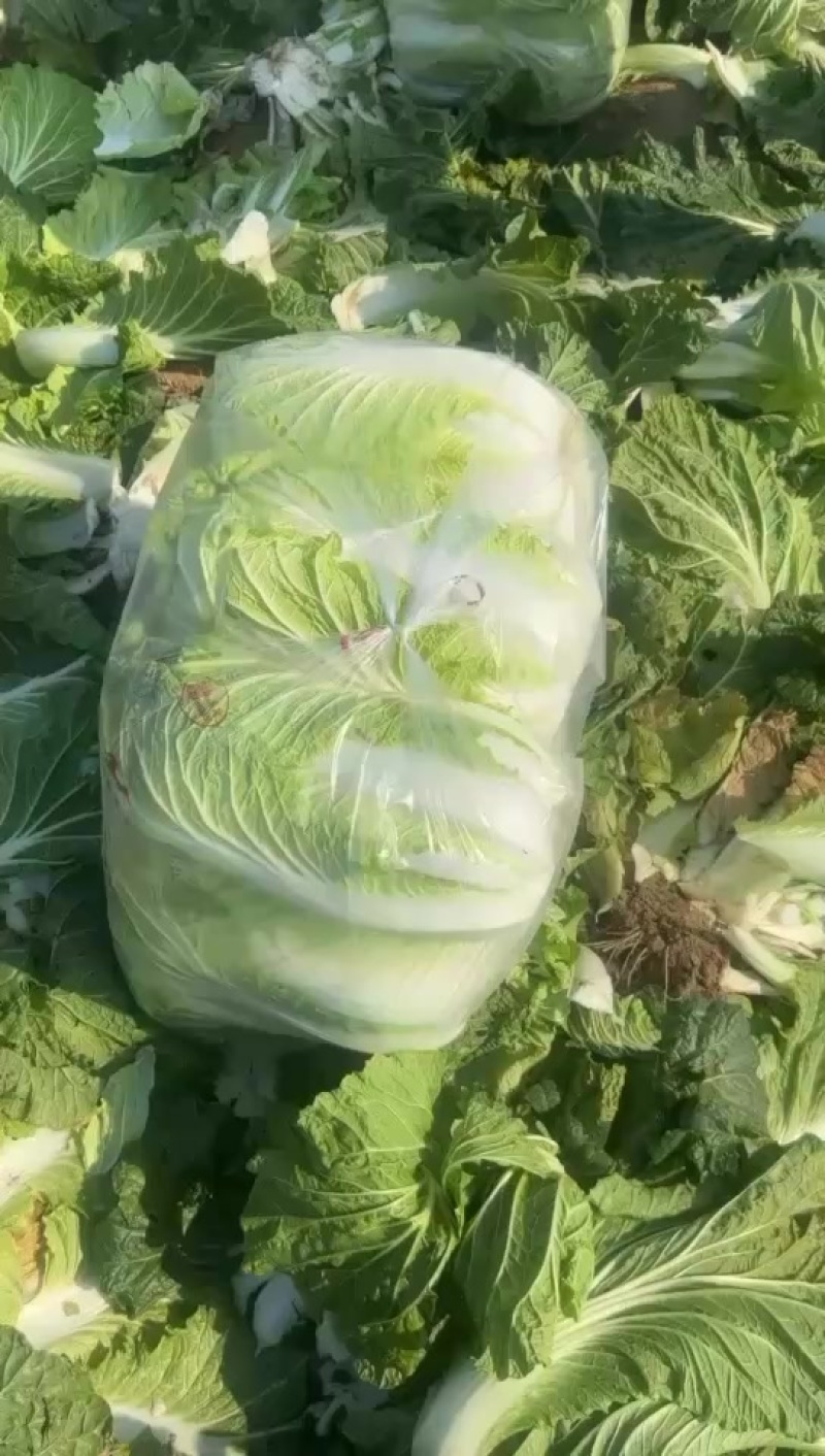 夏邑大棚大白菜。大量有货、白菜价。有需要的联系。