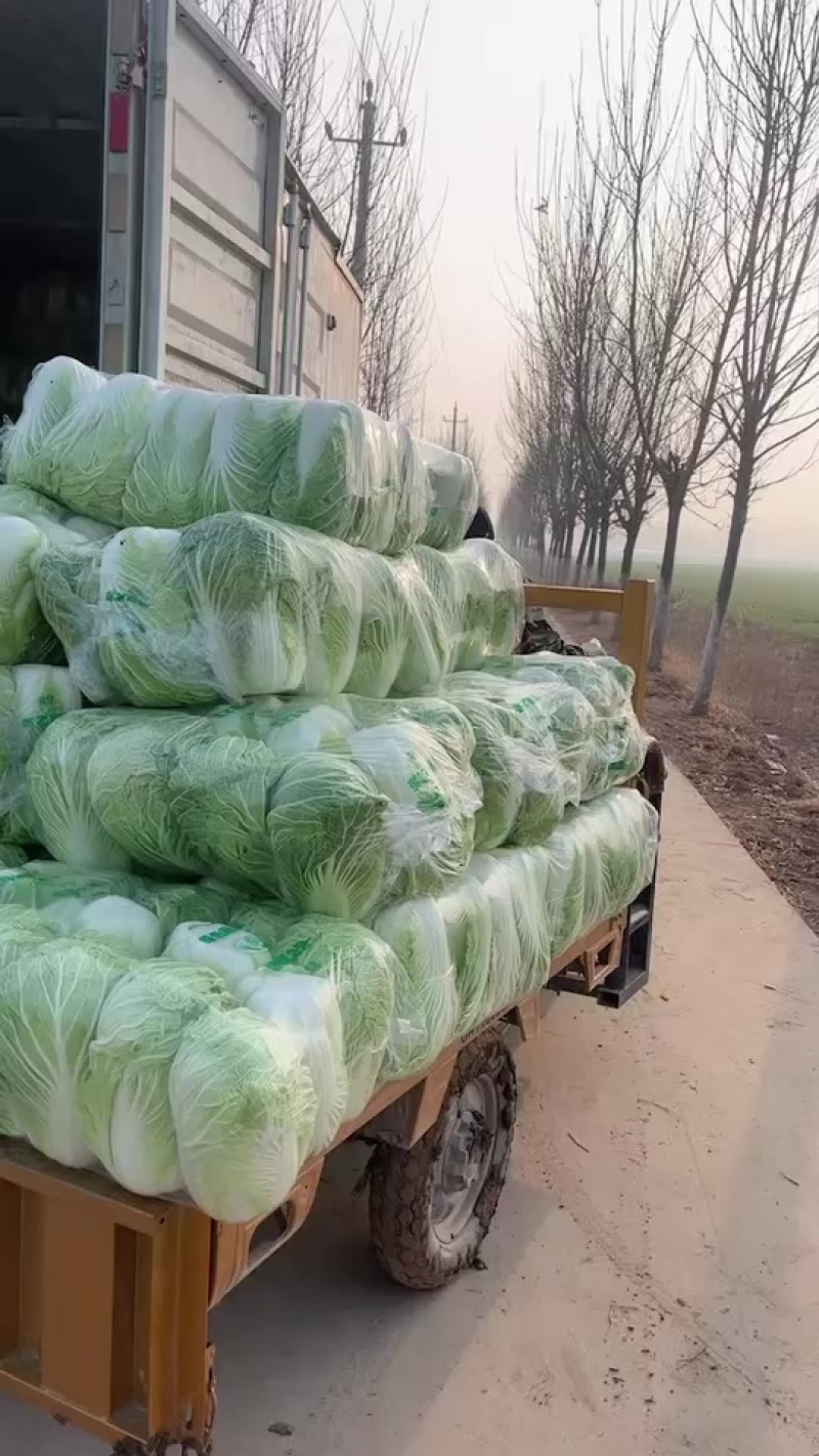 夏邑大棚大白菜。大量有货、白菜价。有需要的联系。