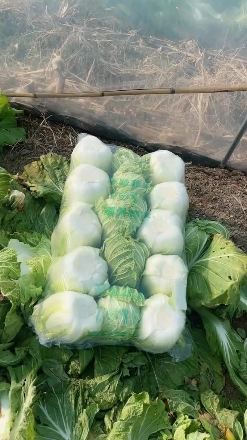 夏邑大棚大白菜。大量有货、白菜价。有需要的联系。
