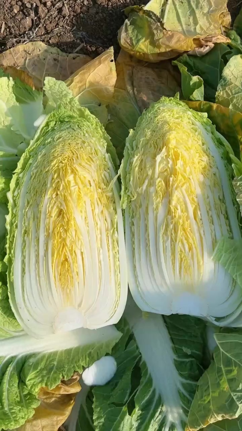 夏邑大棚大白菜。大量有货、白菜价。有需要的联系。