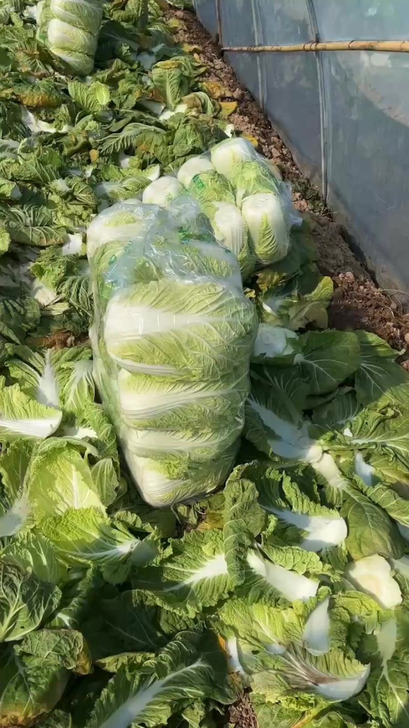 夏邑大棚大白菜。大量有货、白菜价。有需要的联系。