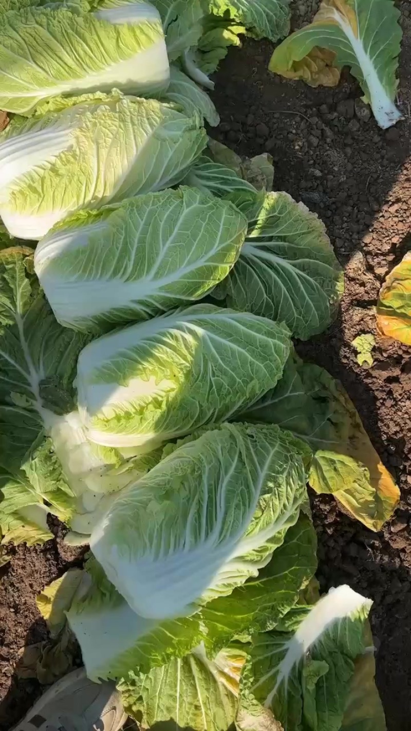 夏邑大棚大白菜。大量有货、白菜价。有需要的联系。