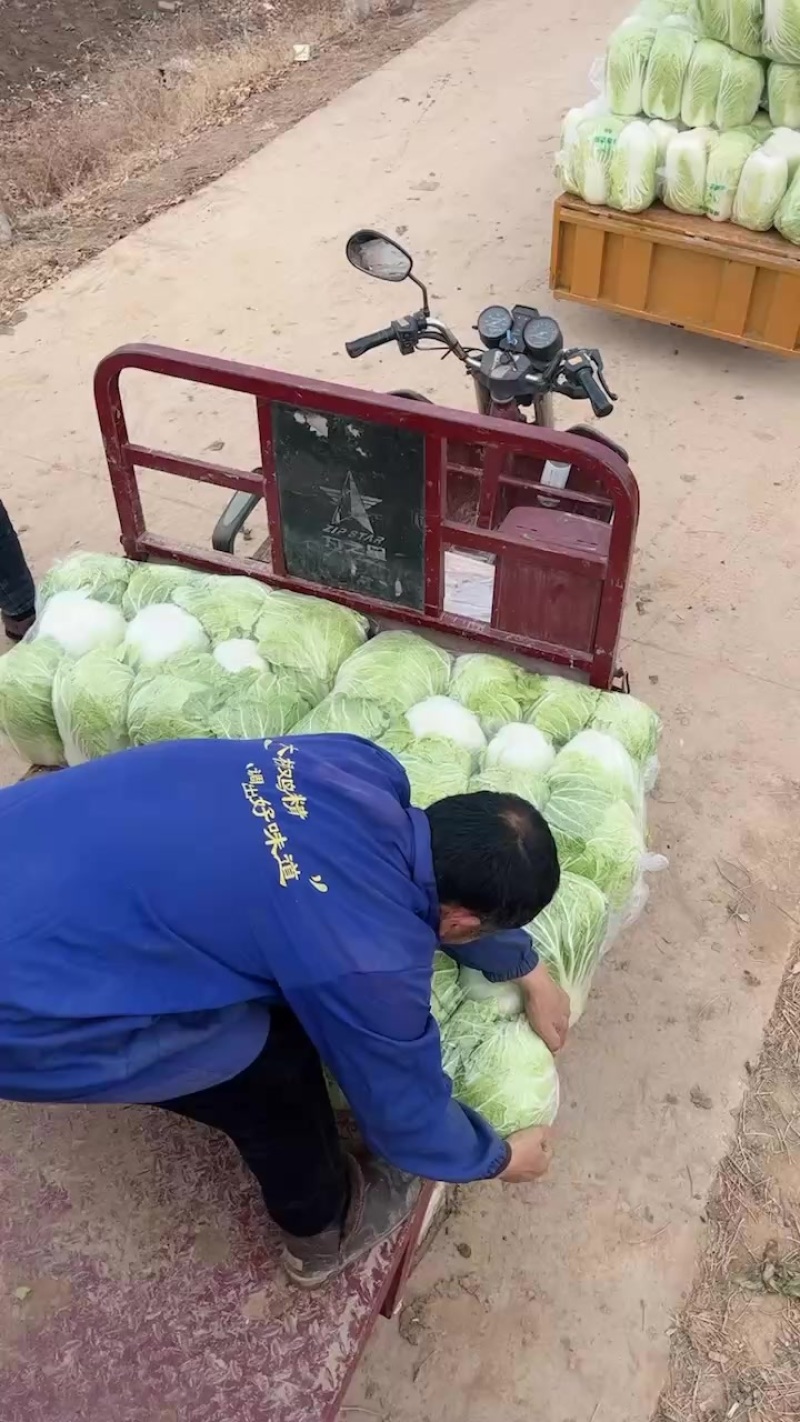 夏邑大棚大白菜。大量有货、白菜价。有需要的联系。