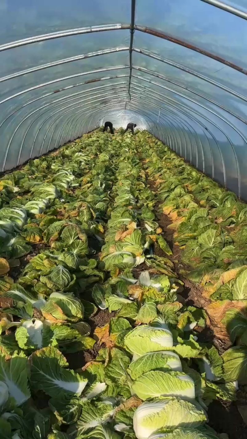 夏邑大棚大白菜。大量有货、白菜价。有需要的联系。