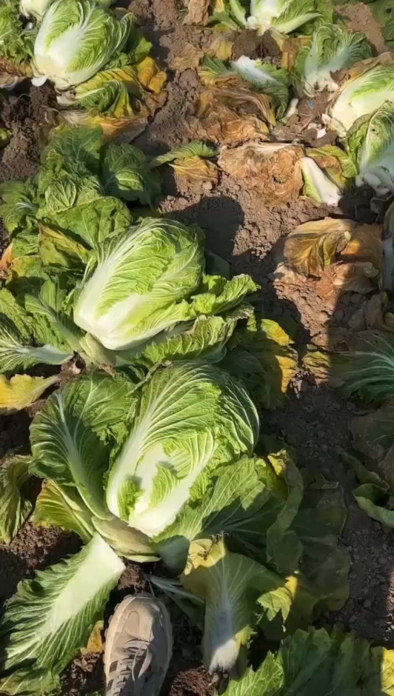 夏邑大棚大白菜。大量有货、白菜价。有需要的联系。