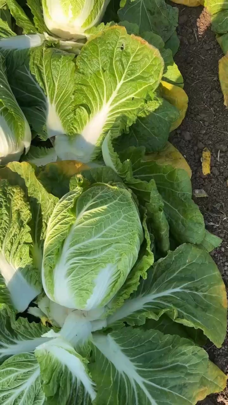 夏邑大棚大白菜。大量有货、白菜价。有需要的联系。
