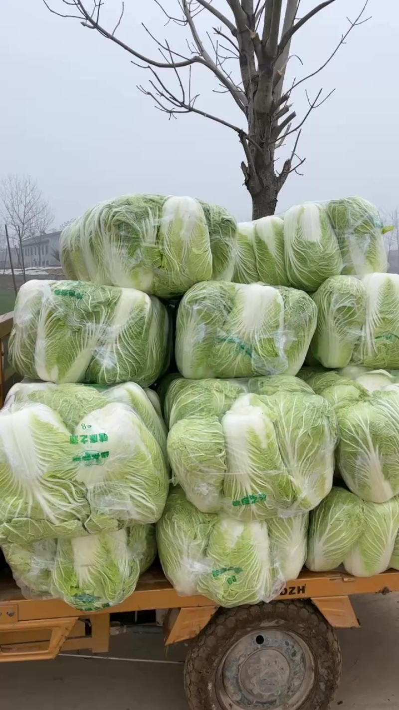 夏邑大棚大白菜。大量有货、白菜价。有需要的联系。