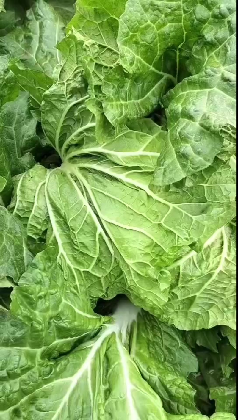 白菜