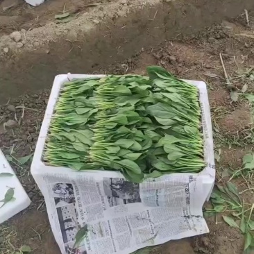 精品菠菜