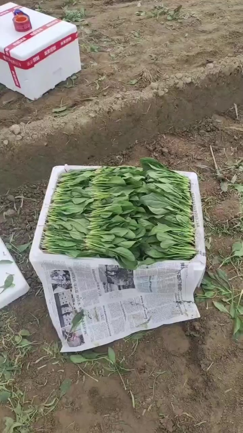 精品菠菜