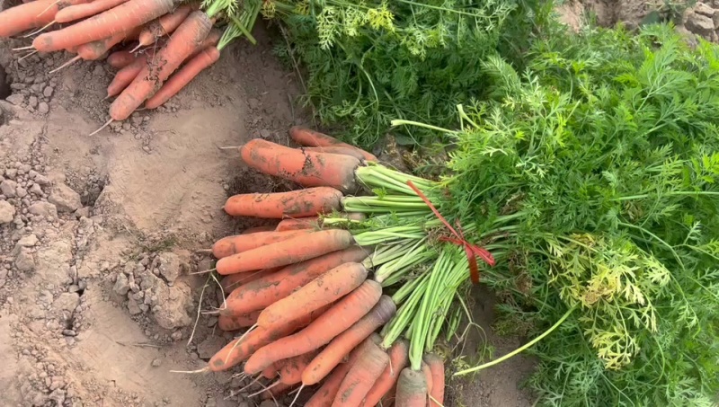 三红胡萝卜自家种植胡萝卜，便宜卖了