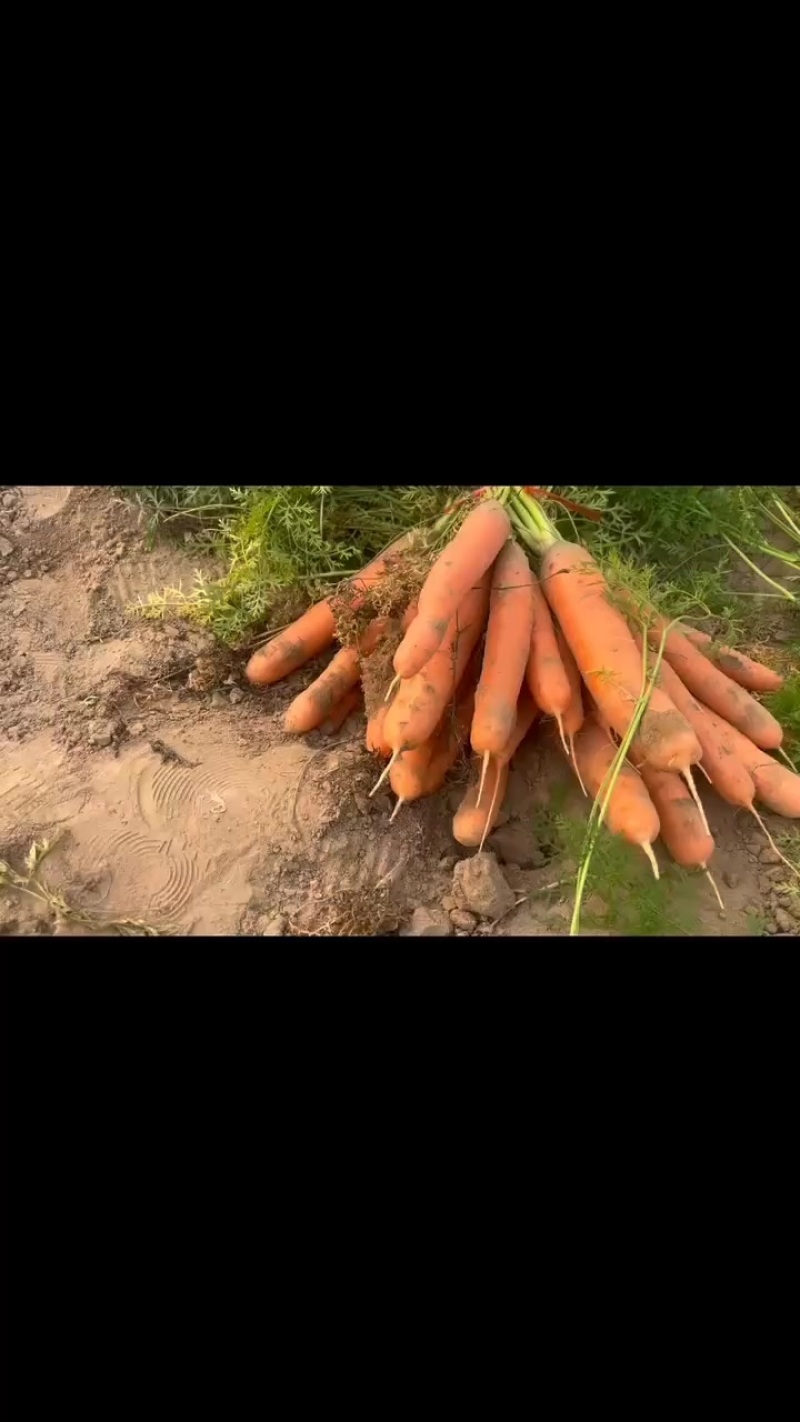 三红胡萝卜自家种植胡萝卜，便宜卖了
