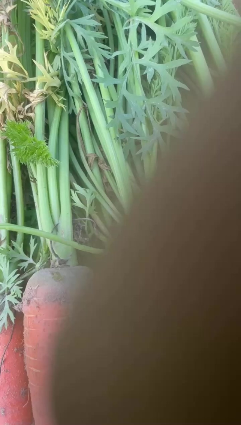 三红胡萝卜自家种植胡萝卜，便宜卖了