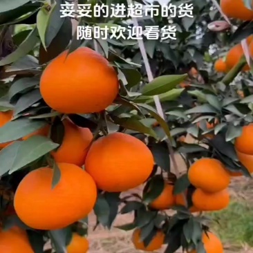20万斤全细皮，颜色红，满足市场和商超，喜欢的老板来盘