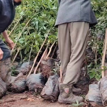 地径1.5-2公分大杯苗小叶桢楠树苗造林楠木苗